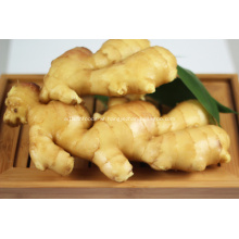 Fresh Ginger/Air Dry Ginger for Export